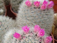 Mammillaria laui ssp. dasyacantha JLcoll.2791.jpg